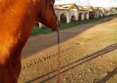 Yegua en proceso de doma en el campo