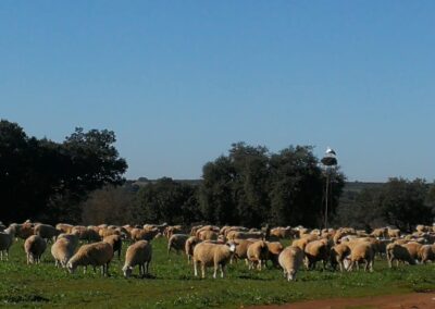 Ovejas en dehesa pastando