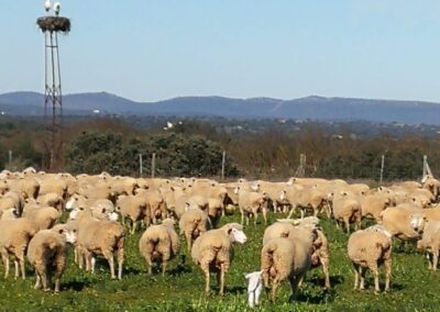 Ovejas paridas del año 2025