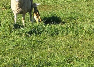 Oveja recién parida de mellizos