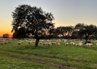 Ovejas en la dehesa de recogida por la tarde