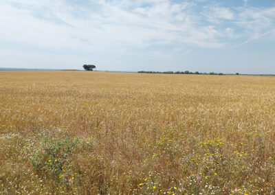 Besana de triticale lista para su cosecha